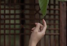 [YITUYU艺图语]2023.04.13 庭有枇杷树 时生[24+1P／339MB]-美图岛